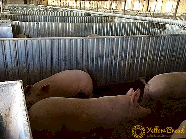 러시아 돼지 생산량은 9.4 % 증가했다.