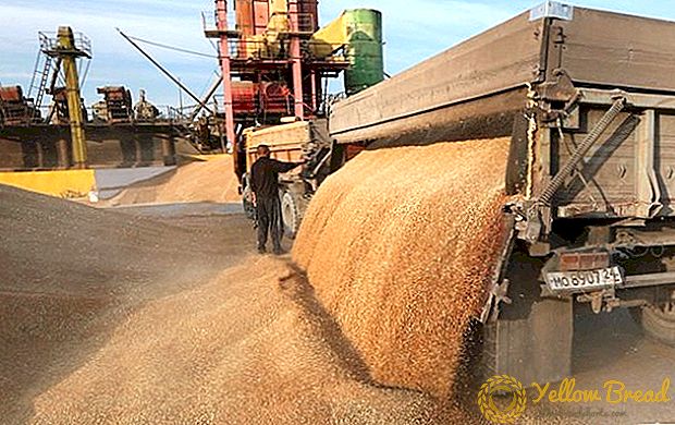 Rusko ministarstvo poljoprivrede izradilo je nove prognoze izvoza zrna.