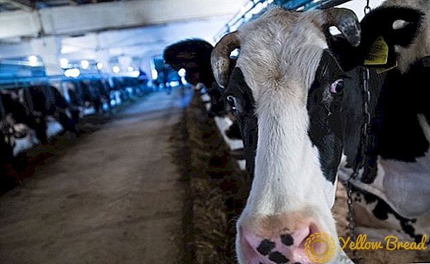 Het ministerie van Landbouw van Rusland zal het gebruik van melk van leukemische koeien toestaan