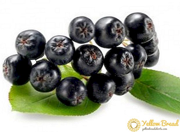Hastalıklar ve zararlılarla uğraşmak aronii (üvez), siyah meyve