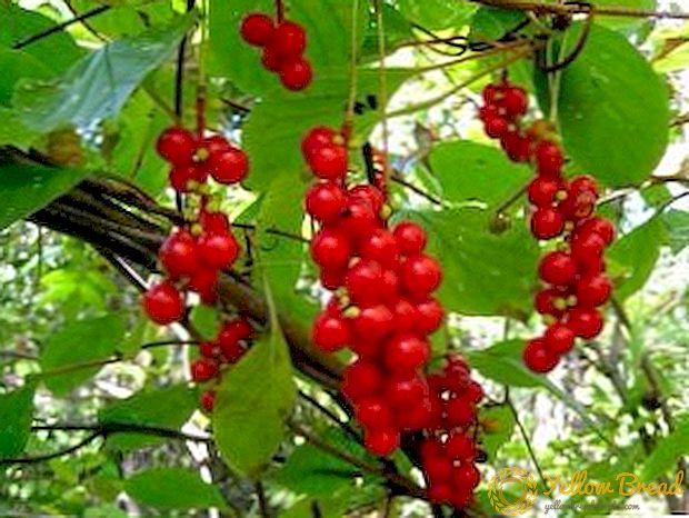 תכונות מרפא של סינית Schizandra, תועלת ופגיעה של פירות יער אדומים