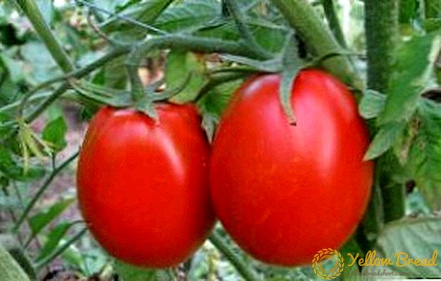 Tomati algaja: kasvatamine ja hooldus