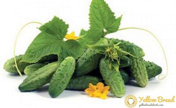 Gherkin cucumbers: ang pinakamahusay na varieties