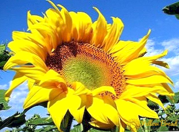 Bagaimana melindungi bunga matahari dari penyakit