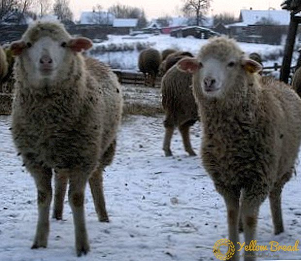 あなたは羊の品種メリノを飼育するために知っておくべきこと