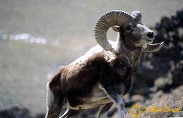 گوسفند کوهستانی: شرح و نمادهای محبوب