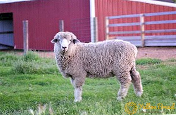 Oorspronkelijk uit Kent: Romney March-schapen