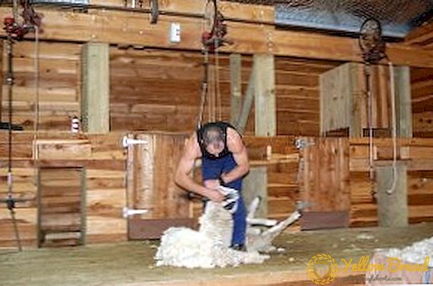 Menggunting domba adalah masa yang hangat untuk peternak