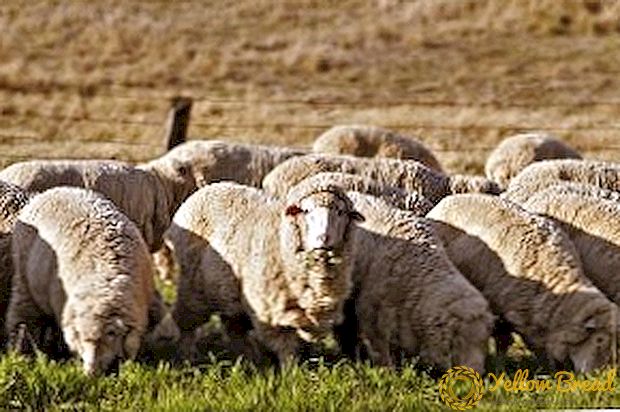 Mouton mouton: konsèy valab pou kiltivatè mouton debutan