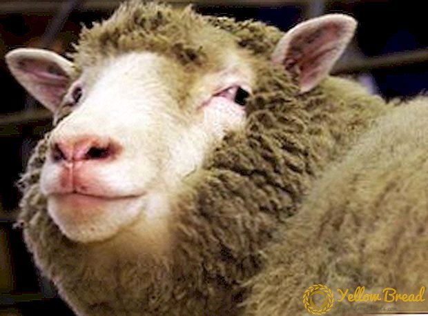 De belangrijkste criteria voor het selecteren van schapenkrabbers