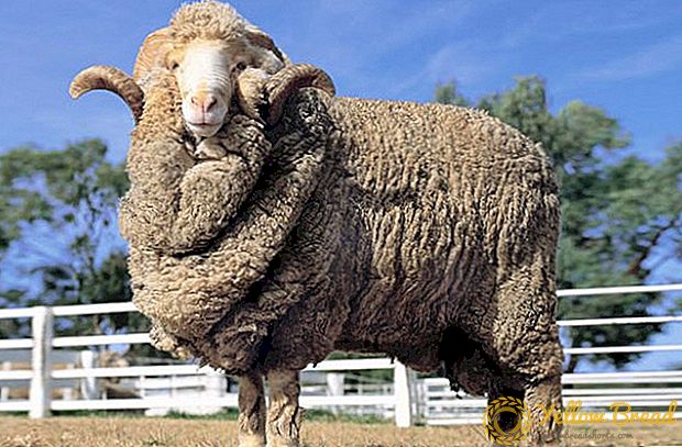 Opis i fotografije najpoznatijih podvrsta merino ovaca > Farma