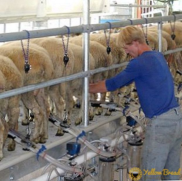 Welche Schafe geben viel Milch: Milchrassen