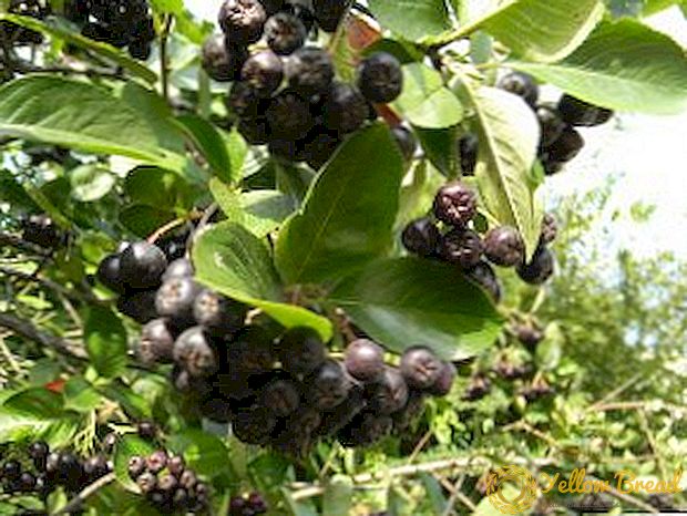 Hemligheter att plantera och ta hand om chokeberry (chokeberry)