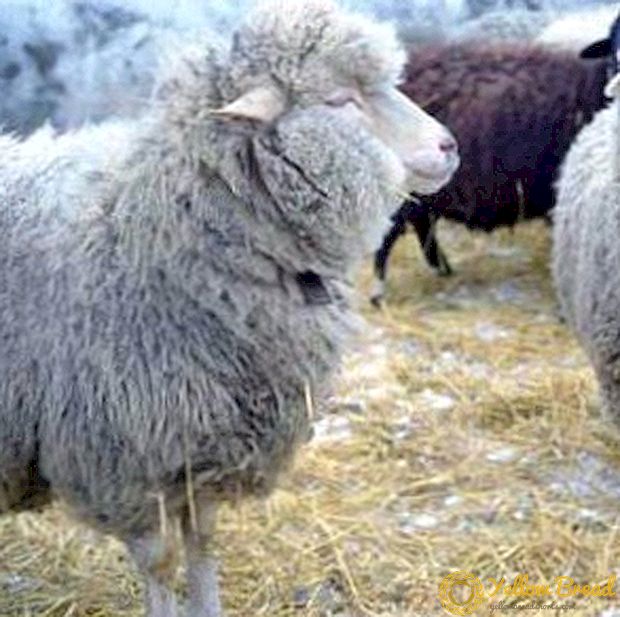 Wie man Schafe und Ziegen vor Pocken heilt