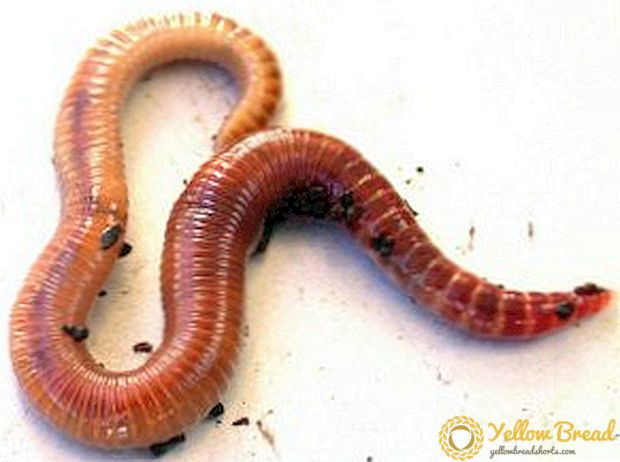 Earthworms մեր այգիներում `օգտակար հատկություններ, բուծում