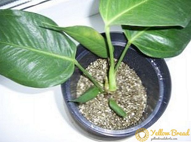 Hoe om vermikuliet vir groeiende plante toe te pas