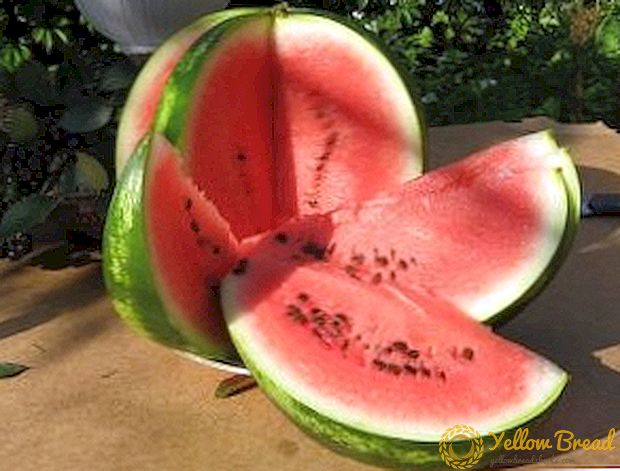 Wie man Wassermelonen anbaut und anbaut