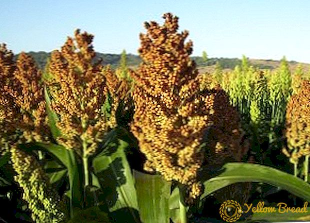 Application, classification and common types of sorghum