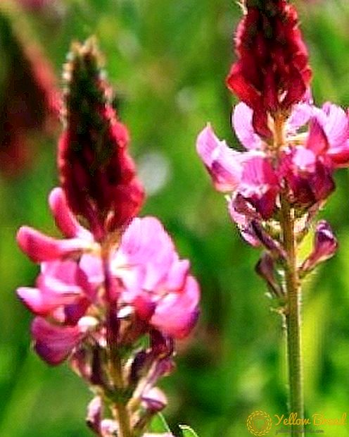 Sowing sainfoin