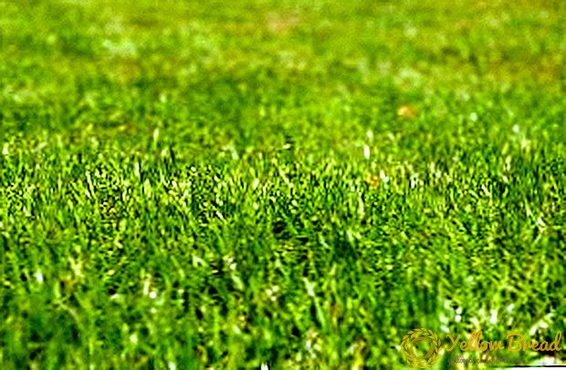 Bagaimana memilih pemotong rumput untuk memberi: jenis pemotong rumput, model popular, kriteria pemilihan