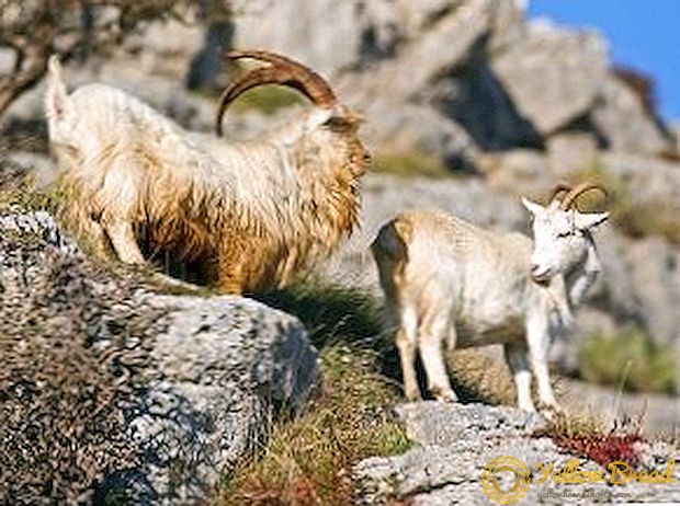 Goat breeding: goat breeding