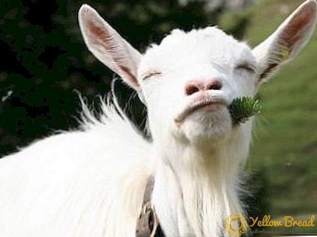 Meet the best breeds of goats