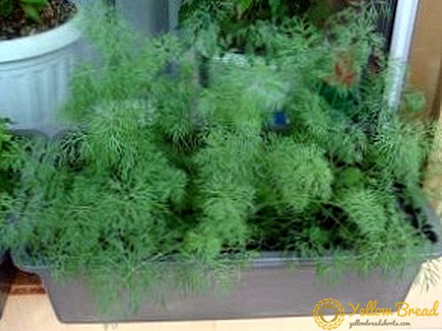 Pflanzung und Pflege von Dill auf dem Fensterbrett, wie man duftende Grüns in einem Topf anbaut