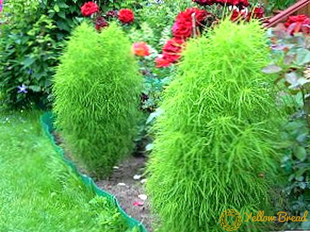 Kohia - dekorere din græsplæne