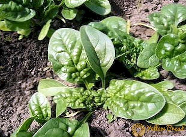 We select the best varieties of spinach
