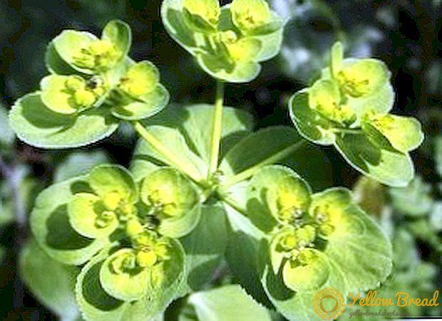 Euphorbia: faedah dan bahaya