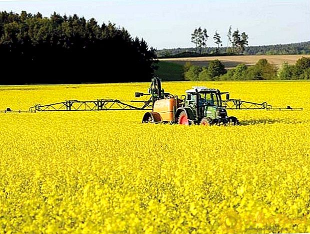 In 2017, Belarus will increase rapeseed harvest