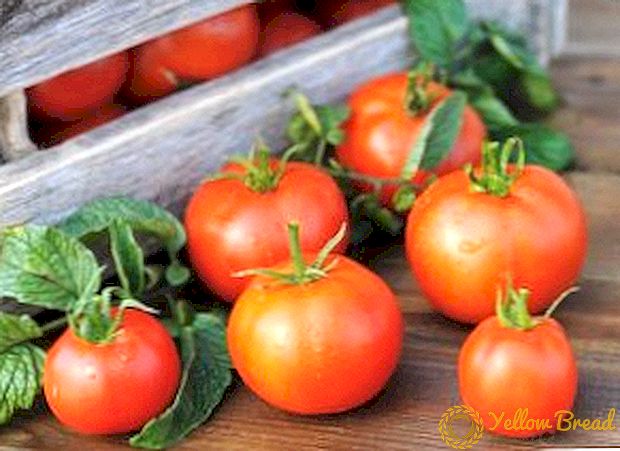 Bagaimana dan di mana untuk menyimpan tomato, mengapa tidak menyimpan tomato di dalam peti sejuk