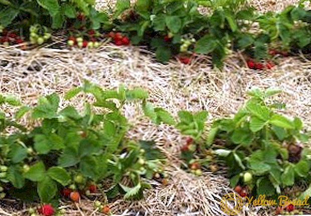 Kõik maasikate juurutamine kevadel: millal, kuidas ja kuidas maasikaid väetada kevadel