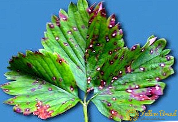Brown strawberry spotting: kung paano mapaglabanan ang isang fungal disease