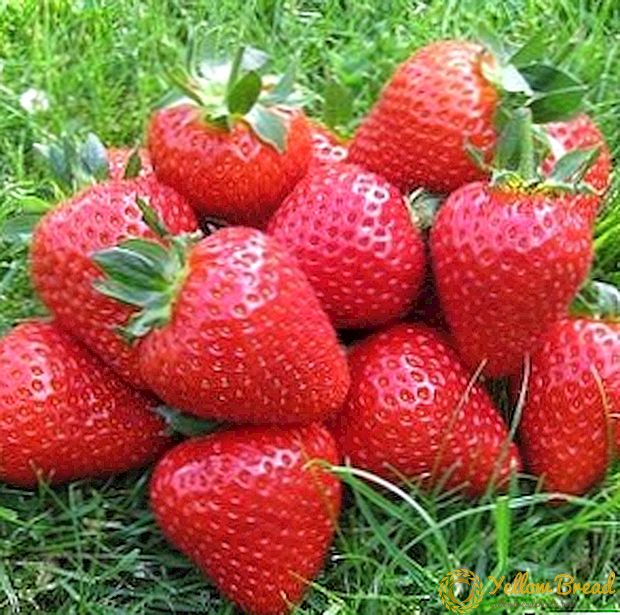 Voksende jordbær Eliana: fordeler og ulemper av sorten