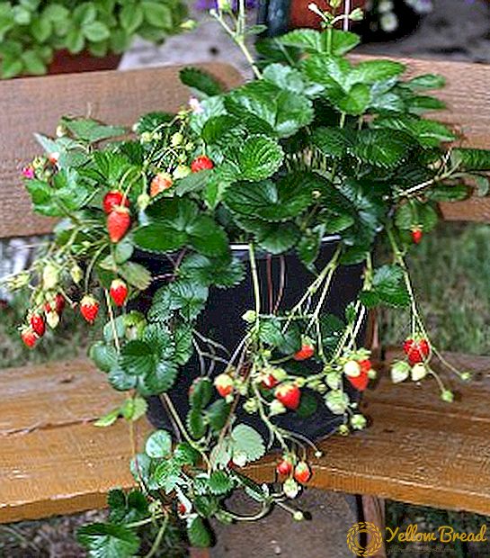 Het kweken van krullende aardbeien: planten en verzorgen van bessen in de datsja