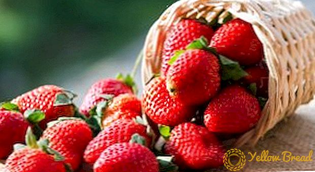 Kepuraian pemotongan strawberi: jenis mulsa dan peraturan penggunaan