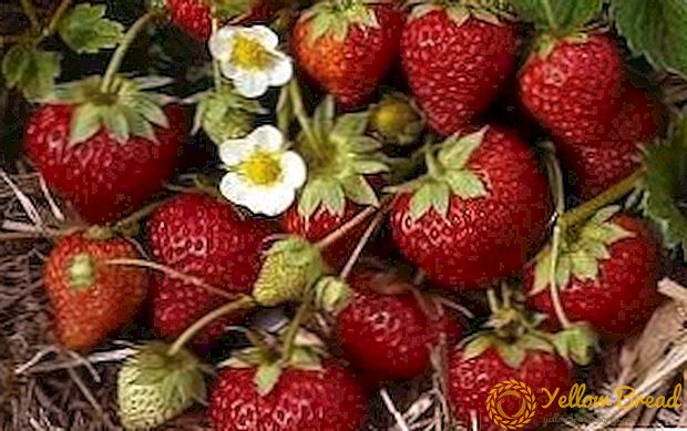 Hvordan plejer man for jordbærbærer