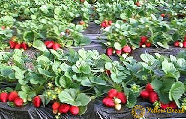 Sådan plejer jordbær i foråret: Tips fra erfarne gartnere