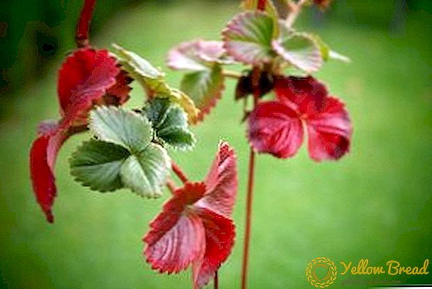 Hvordan man skal håndtere rødhed af jordbær blade