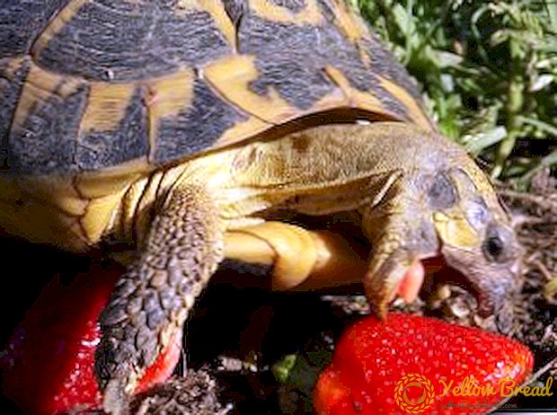 Kuidas toimida maasika kahjuritega