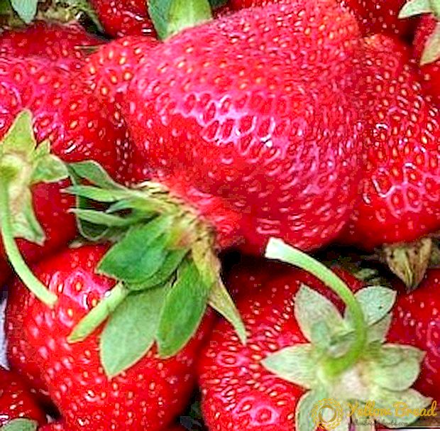 Kuidas kasvatada maasikaid seemnest: riigi trikke