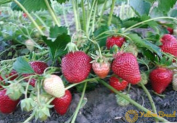 How to grow strawberries 
