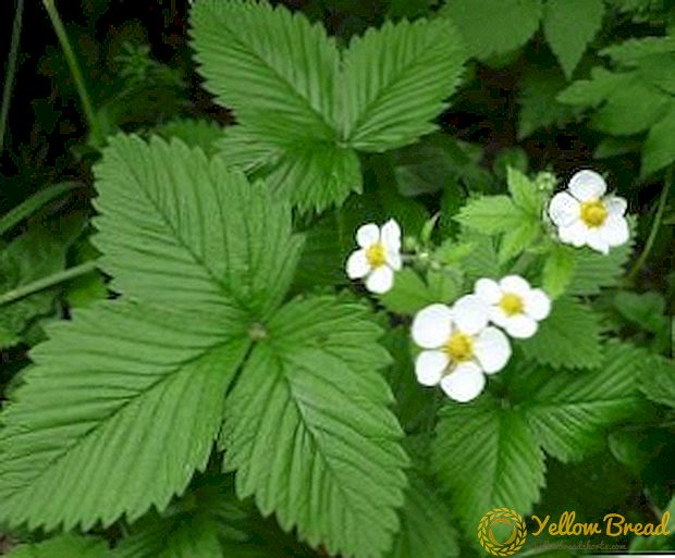 How to care for strawberries during flowering, the best tips