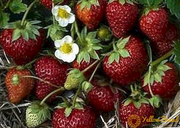 Hoe aardbeien in de herfst te verplanten: tips en trucs