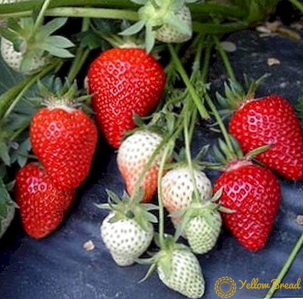 Funktioner af voksende jordbær 