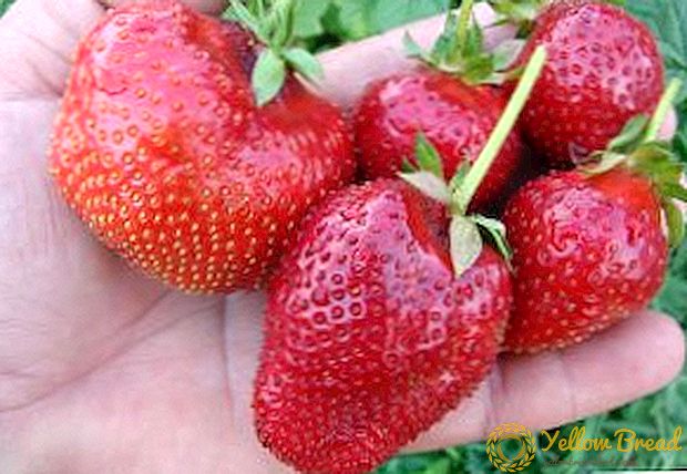 Funktioner av odling av jordgubbar sorter 