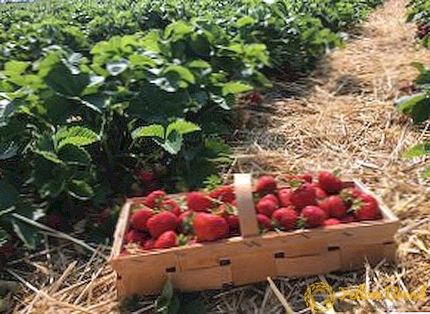 Riktig vedlikehold av jordbær etter høsting