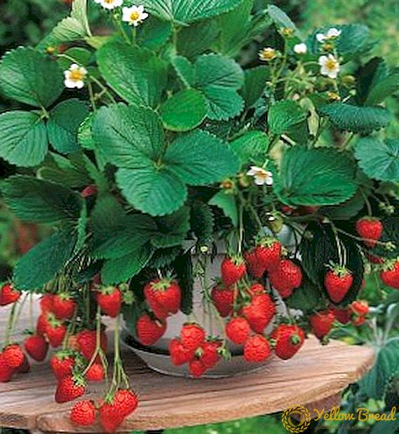 Kuboresha strawberry 