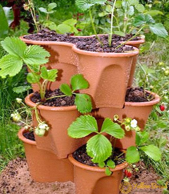 A földieper szamóca termesztésének titkai: ültetés és a bogyók gondozása a kertben